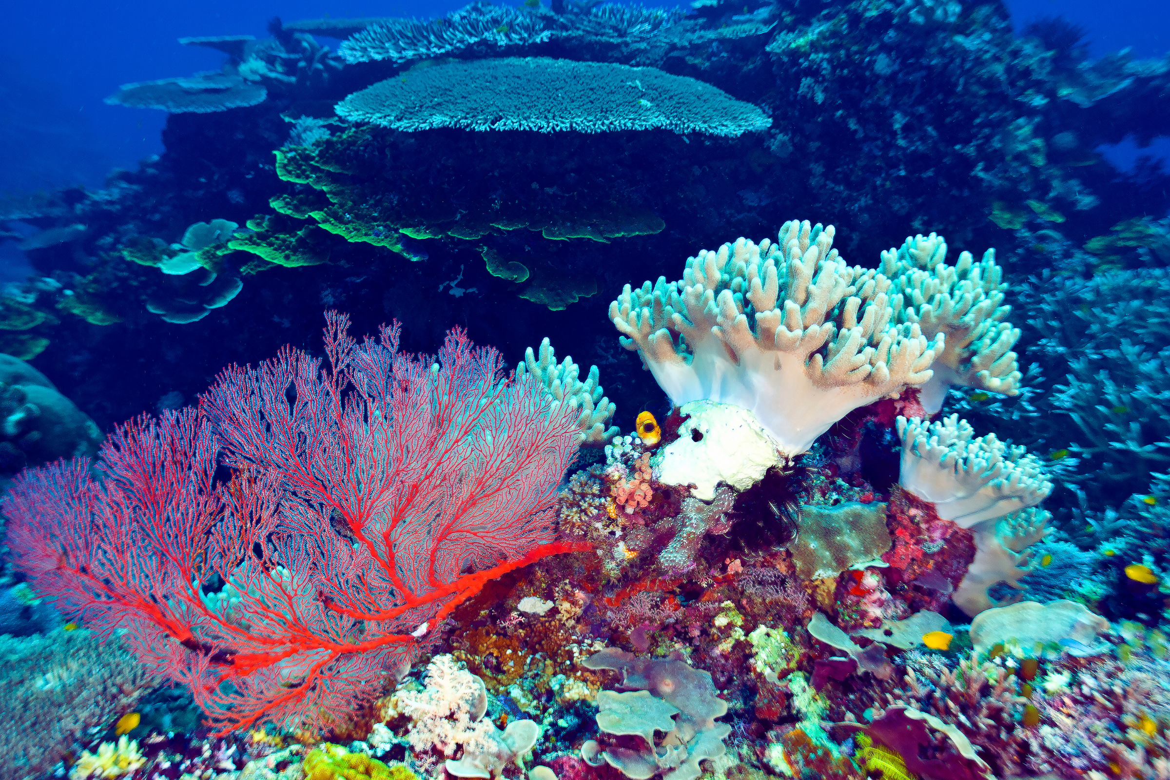 nendö island (4).webp